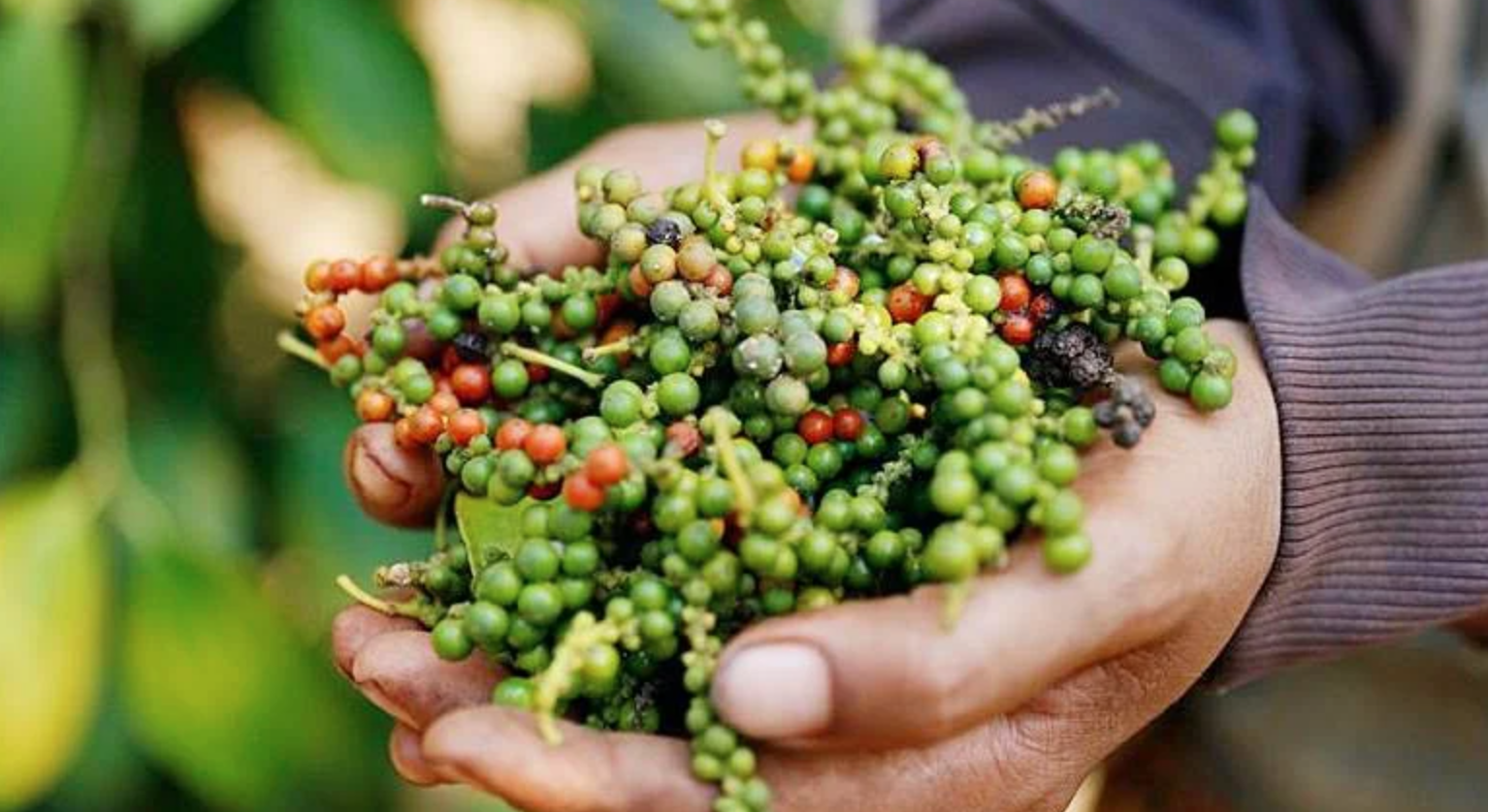 tiêu xay Đăk Lăk